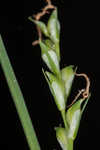 Radford's sedge